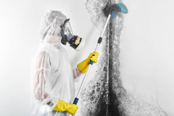 Best Mold-Related Health Consultation  in Brandon, FL